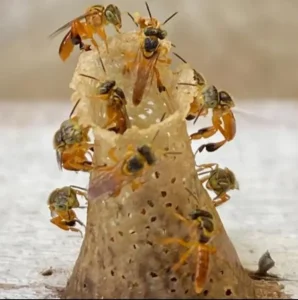 abelha jatai